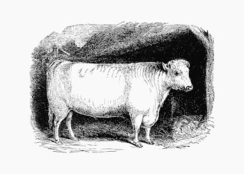 Shorthorn bull shade drawing | Free stock vector - 562434