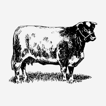 Shorthorn cow drawing, vintage animal | Free Photo - rawpixel
