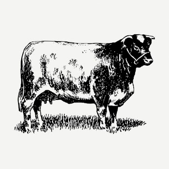Shorthorn cow drawing, vintage animal | Free PSD - rawpixel