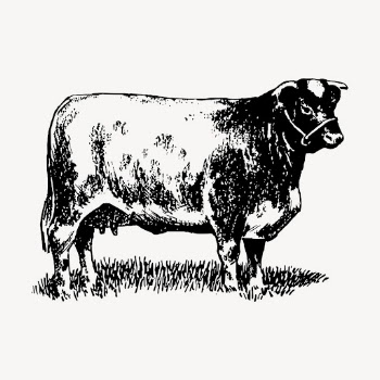 Shorthorn cow drawing, vintage animal | Free Vector - rawpixel