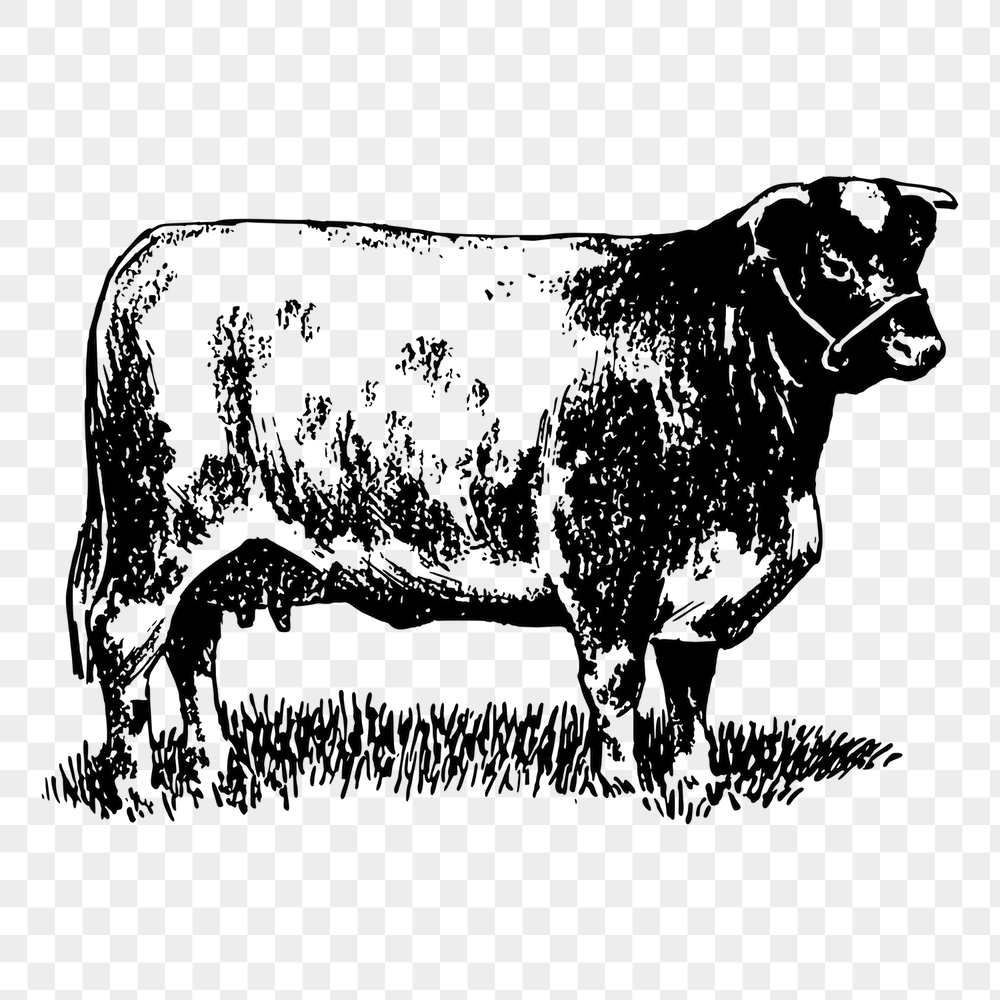 Shorthorn cow png sticker, vintage | Free PNG - rawpixel