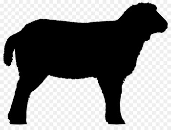 Shorthorn, Livestock Show, Calf Roping, Vertebrate, Mammal PNG