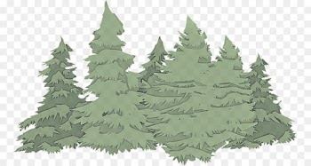 shortleaf black spruce colorado spruce white pine tree oregon pine