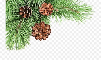 shortleaf black spruce sugar pine columbian spruce white pine red pine