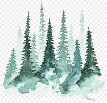 shortleaf black spruce tree plant colorado spruce biome