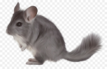 Shorttailed Chinchilla Snout png download - 1418*887 - Free ...