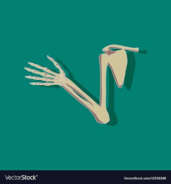 Shoulder joint paper sticker on stylish background vector image