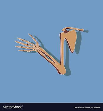 Shoulder joint paper sticker on stylish background vector image