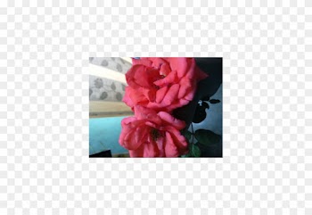 Shreya Mehto - Hybrid Tea Rose
