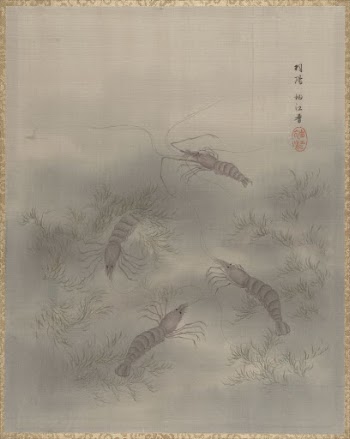 Shrimp (Ebi) | Free Photo - rawpixel