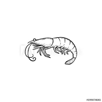 Shrimp hand drawn outline doodle icon