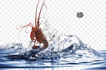 Shrimp Icon - Water jump lobster 