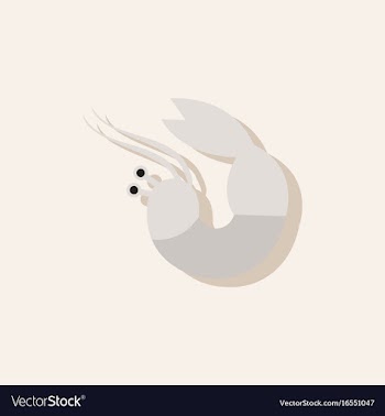 Shrimp in sticker style vector image