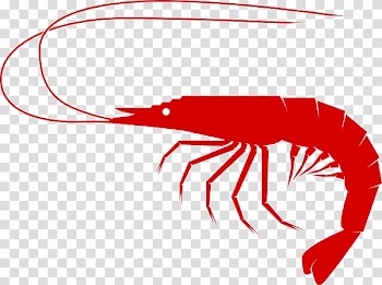 Shrimp Line art , Crawfish boil transparent background PNG clipart