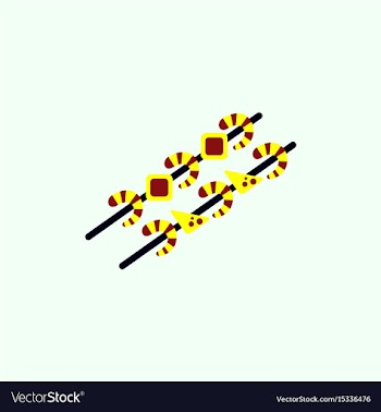 Shrimp on wood stick grilled shrimp skewers vector image