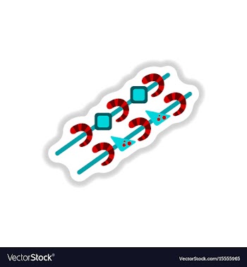 Shrimp on wood stick grilled shrimp skewers vector image