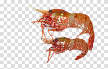 Shrimp PNG Free Download
