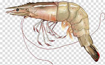 Shrimp PNG Image With Transparent Background
