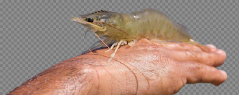 Shrimp PNG Pic