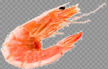 Shrimp Transparent Image