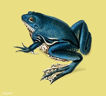 Shrinking frog (Pseudis Merianae) illustrated.. | Free stock vector - 467708