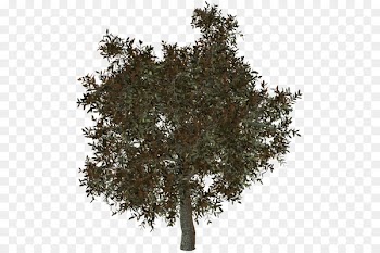 Shrub -  