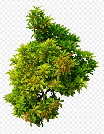 Shrub 01 Png - Shrub Top View Png