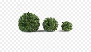 Shrub Box 3D modeling Mountain pine Tree - Green grass 
