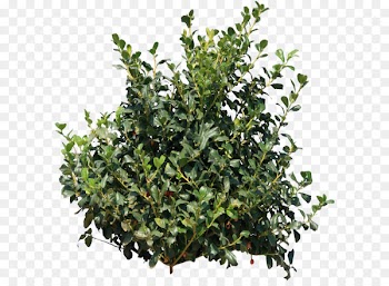 Shrub - Bush PNG image 