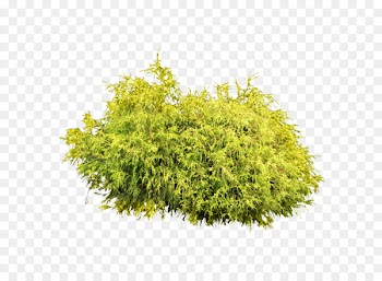 Shrub Clip art - Bush plant PNG image 