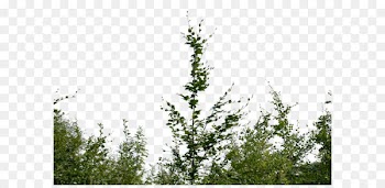 Shrub Clip art - Bushes 