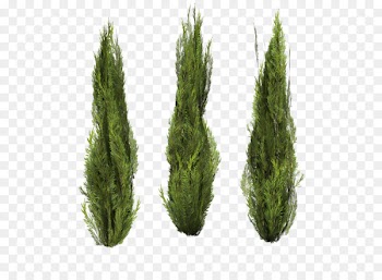 Shrub Clip art - Bushes PNG image 