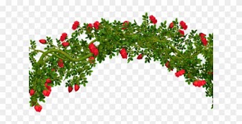 Shrub Clipart Rosebush - Rose Bush Clip Art