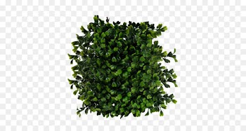 Shrub Computer file - Bush PNG image 