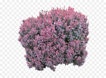 Shrub Computer file - Bush PNG image 