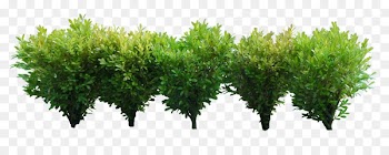 Shrub Computer Icons Clip art - shrubs 