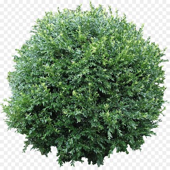 Shrub Computer Icons Tree Clip art - Bush PNG Flora PNG 