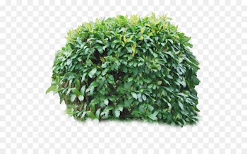 Shrub Download - Bush PNG image 