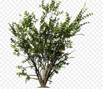Shrub Flower - bushes 