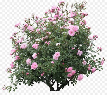 Shrub Flower Plant Rose - bushes 