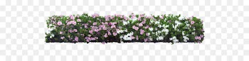 Shrub Flower Plant Tree - White flower garden 