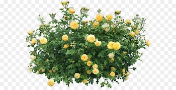 Shrub Flower Rose - Bush Png Image 