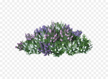 Shrub Flower Rose Clip art - Bushes Png Image 