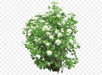 Shrub Flower Tree - Bush Png Image 