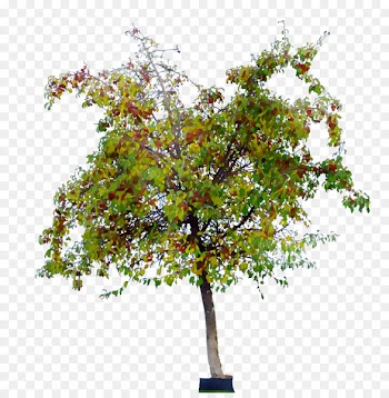 Shrub Houseplant Branching -  