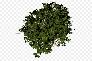 Shrub Icon - Bush PNG image 