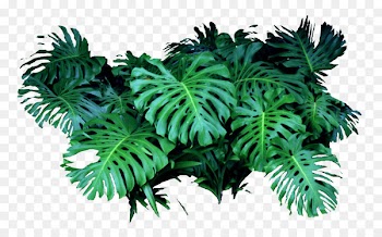 Shrub Landscape Tree - Landscape design landscape tree shrubs Solanum 