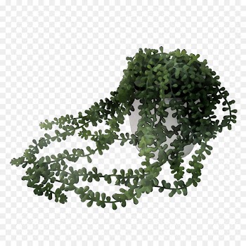 Shrub Leaf Branching -  