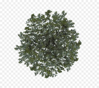 Shrub Leaf Branching - tree top view 