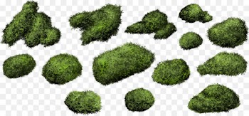 Shrub Moss Bryophyte - bush 